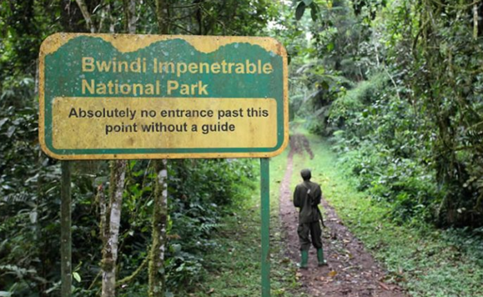 Bwindi Impenetrable forest