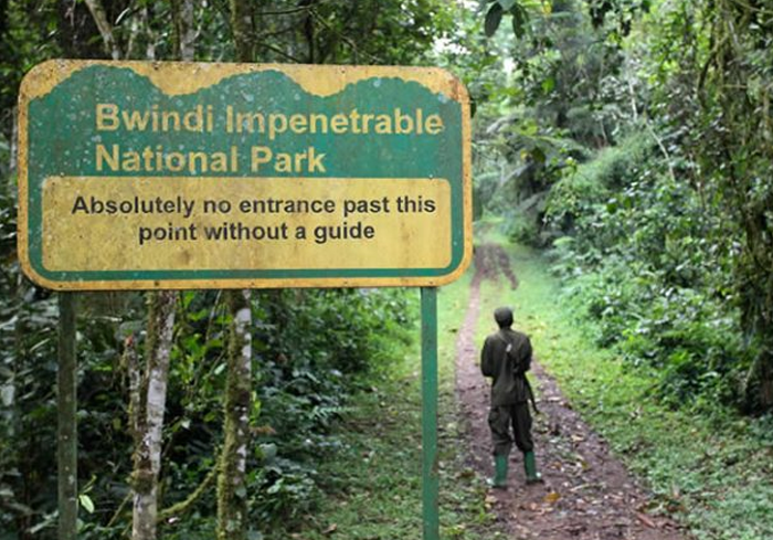 Bwindi Impenetrable forest