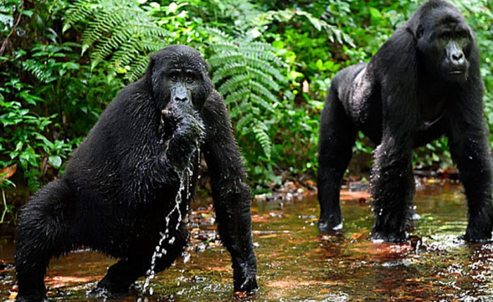 Bwindi Impenetrable forest & Queen Elizabeth National Park