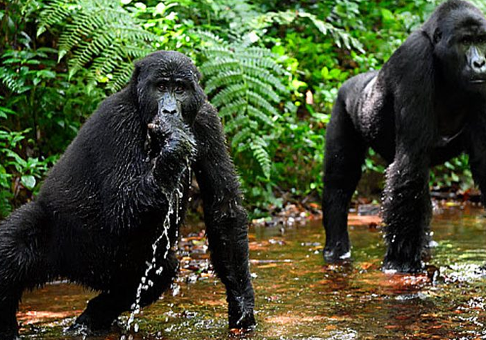 Bwindi Impenetrable forest & Queen Elizabeth National Park