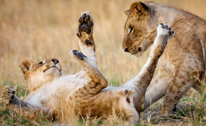 Kenya – Tanzania- Zanzibar Adventure