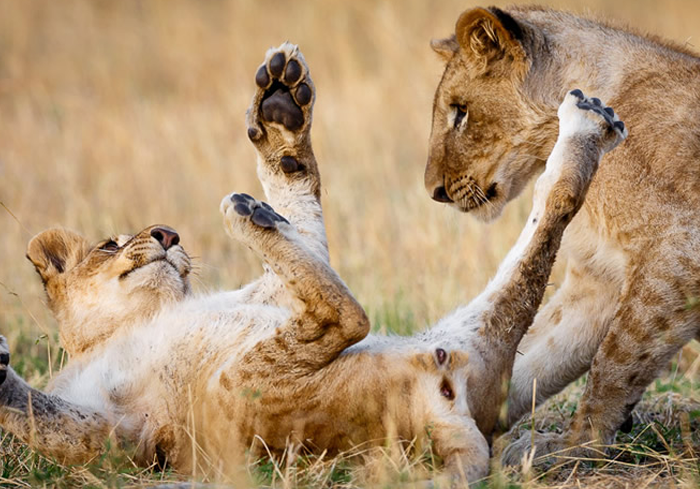 Kenya – Tanzania- Zanzibar Adventure