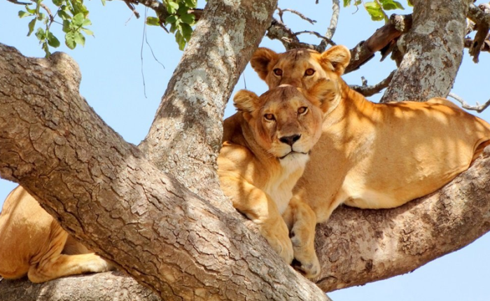 6 Days Lake Manyara National Park