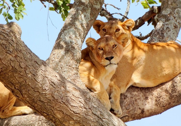 6 Days Lake Manyara National Park
