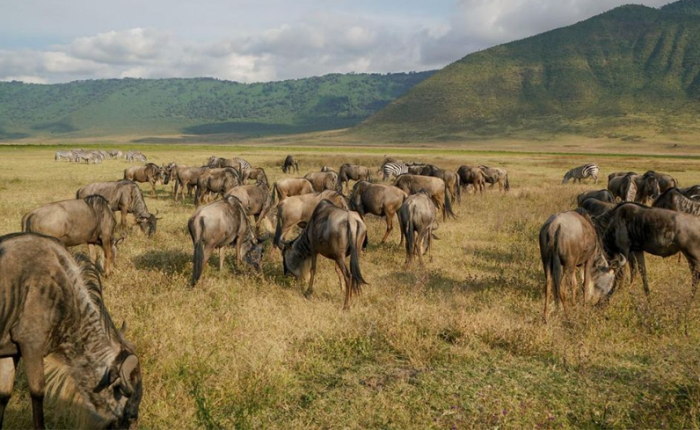 Ngorongoro Conservation Area