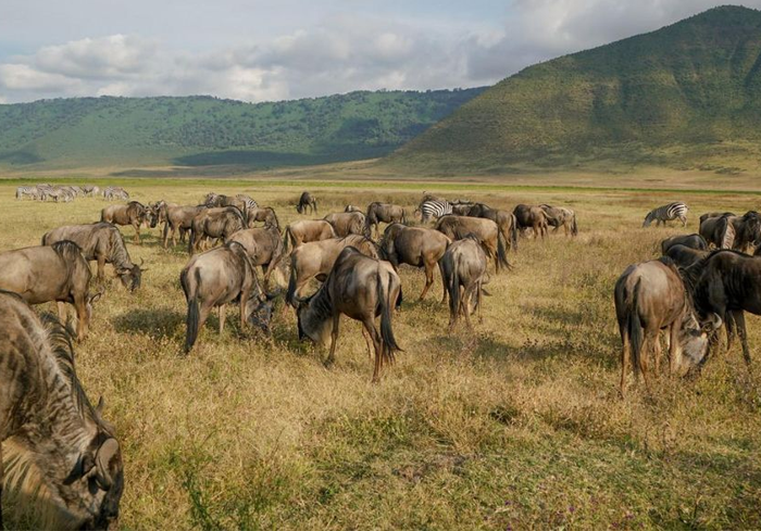 Ngorongoro Conservation Area